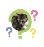 猫のごまのスタンプ パート2（個別スタンプ：6）