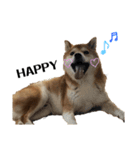 Shiba Inu Ryukun（個別スタンプ：1）