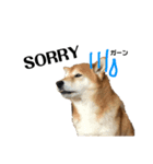 Shiba Inu Ryukun（個別スタンプ：2）