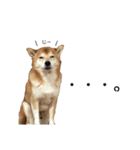 Shiba Inu Ryukun（個別スタンプ：4）