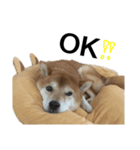 Shiba Inu Ryukun（個別スタンプ：5）