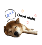 Shiba Inu Ryukun（個別スタンプ：6）