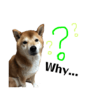 Shiba Inu Ryukun（個別スタンプ：7）