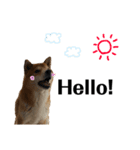 Shiba Inu Ryukun（個別スタンプ：8）