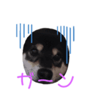 くろしば空（個別スタンプ：8）