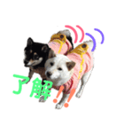 柴犬女子。。。（個別スタンプ：1）