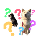 柴犬女子。。。（個別スタンプ：4）