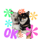 柴犬女子。。。（個別スタンプ：5）