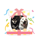 柴犬女子。。。（個別スタンプ：6）