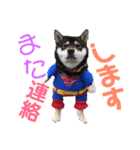 柴犬女子。。。（個別スタンプ：7）