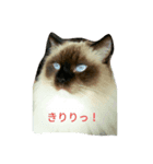 ひな＆すず（個別スタンプ：1）