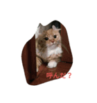 ひな＆すず（個別スタンプ：4）