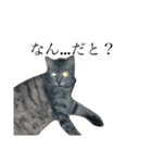 ねこねこフォトスタンプ（個別スタンプ：1）