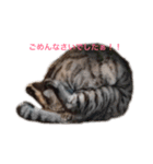 ねこねこフォトスタンプ（個別スタンプ：2）