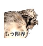 ねこねこフォトスタンプ（個別スタンプ：4）