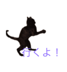ねこねこフォトスタンプ（個別スタンプ：5）