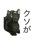ねこねこフォトスタンプ（個別スタンプ：6）