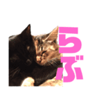 ねこねこフォトスタンプ（個別スタンプ：8）