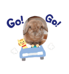 ウサギのぎっちゃん（個別スタンプ：8）