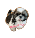 かわいいあんこちゃん（個別スタンプ：2）