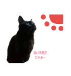 黒ネコstamp（個別スタンプ：3）