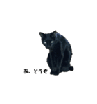 黒ネコstamp（個別スタンプ：4）
