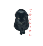 黒ネコstamp（個別スタンプ：6）