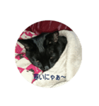黒ネコstamp（個別スタンプ：7）