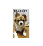 ねねちゃんと子供たち（個別スタンプ：1）