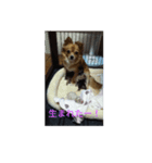 ねねちゃんと子供たち（個別スタンプ：3）
