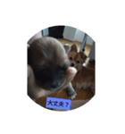 ねねちゃんと子供たち（個別スタンプ：5）