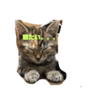 家の猫のスタンプ（個別スタンプ：1）