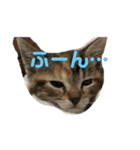 家の猫のスタンプ（個別スタンプ：4）