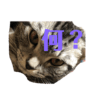 家の猫のスタンプ（個別スタンプ：6）