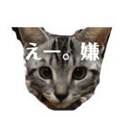 家の猫のスタンプ（個別スタンプ：8）