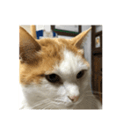うちの可愛い猫ちゃんです（個別スタンプ：2）