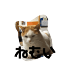 うちの可愛い猫ちゃんです（個別スタンプ：3）