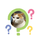 うちの可愛い猫ちゃんです（個別スタンプ：5）