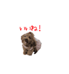 トイプードルメルの日常スタンプ2（個別スタンプ：7）