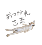 大好きな家族達（個別スタンプ：3）