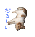 大好きな家族達（個別スタンプ：4）