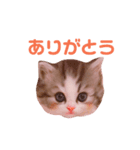 スコティッシュフォールドのミトン（個別スタンプ：2）