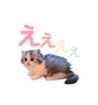 スコティッシュフォールドのミトン（個別スタンプ：3）