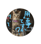 ！レオさん！（個別スタンプ：3）