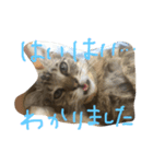 ！レオさん！（個別スタンプ：7）
