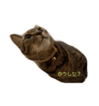 うちのねこ3（個別スタンプ：1）