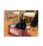 うちのねこ3（個別スタンプ：3）