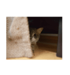 うちのねこ3（個別スタンプ：4）