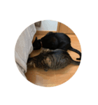うちのねこ3（個別スタンプ：5）