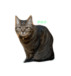 うちのねこ3（個別スタンプ：6）
